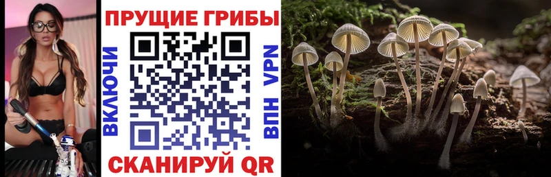 Галлюциногенные грибы прущие грибы  Иркутск 